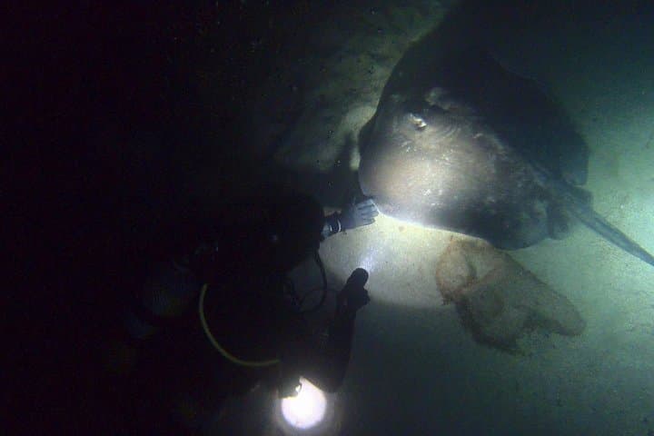 PADI Night Diver Especialidad en Puerto de Mogan 3
