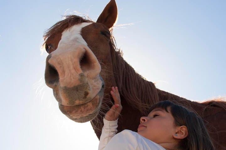 Transforming Experience with Horses Connect and Enjoy 1