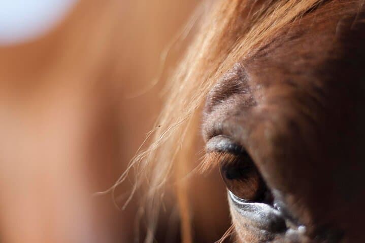 Transforming Experience with Horses Connect and Enjoy 4