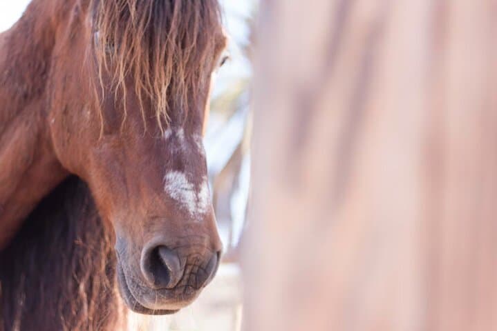 Transforming Experience with Horses Connect and Enjoy 5