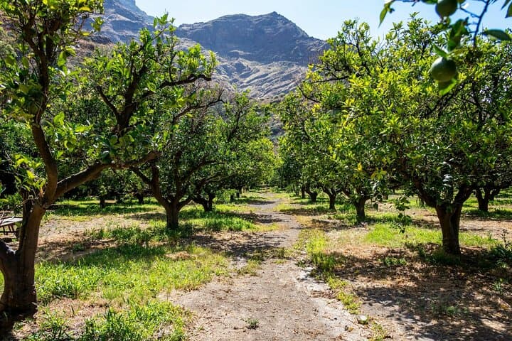 Sabores de Gran Canaria con visita a la destilería y degustaciones 4