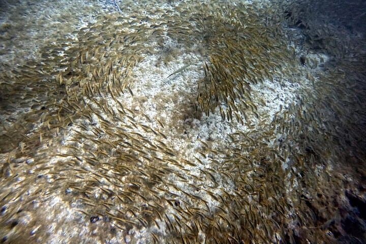 PADI Zero to Divemaster Internship Gran Canaria 6 semanas 6