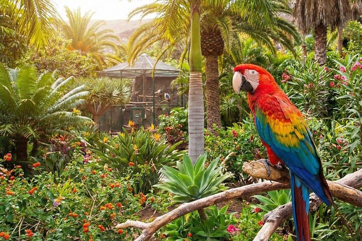 Discover Gran Canaria: A Self-Guided Island Tour 7